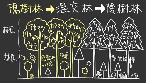 陽樹 陰樹 一覧 生物基礎|雑木林の遊歩道～植生【陽樹・陰樹・落葉樹・常緑樹・広葉樹・。